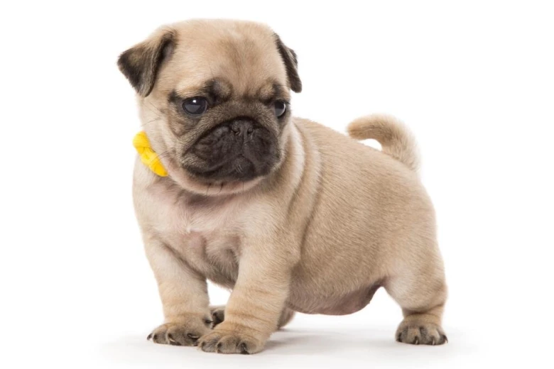 Pug