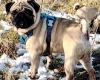 Pug