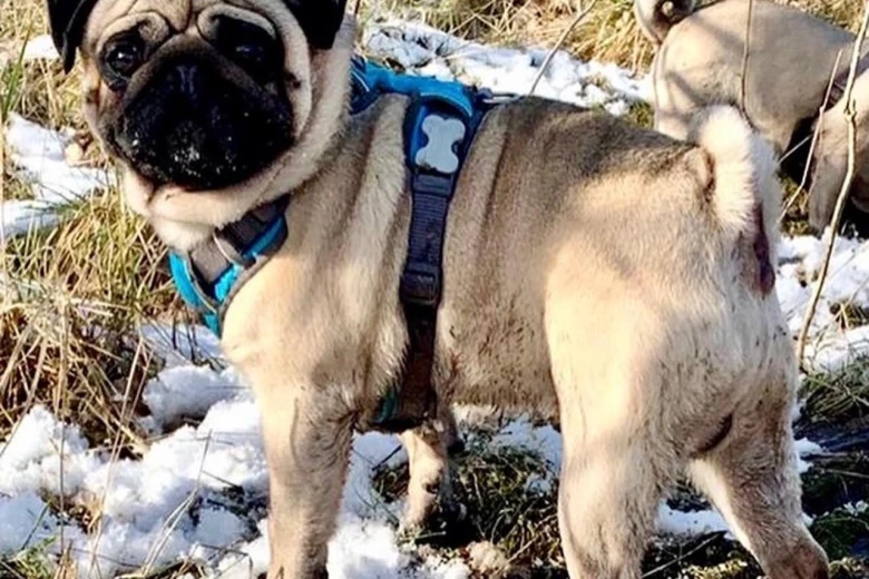 Pug