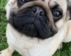Pug