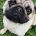 Pug