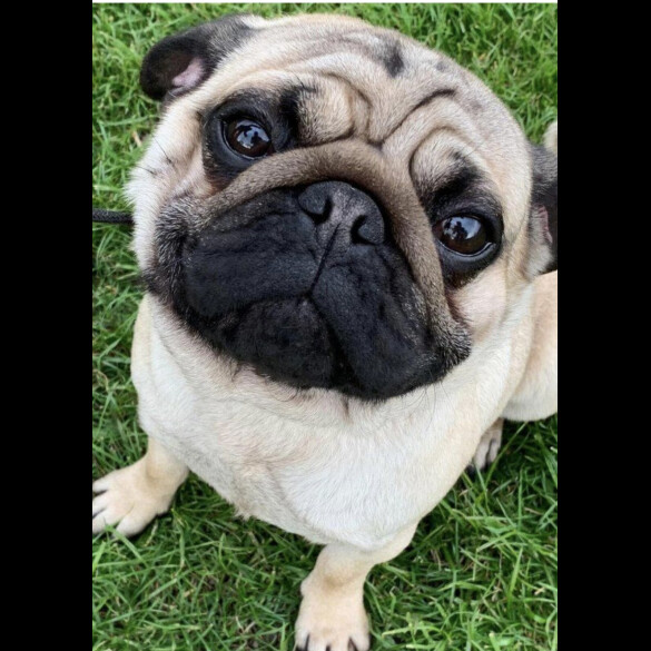 Pug