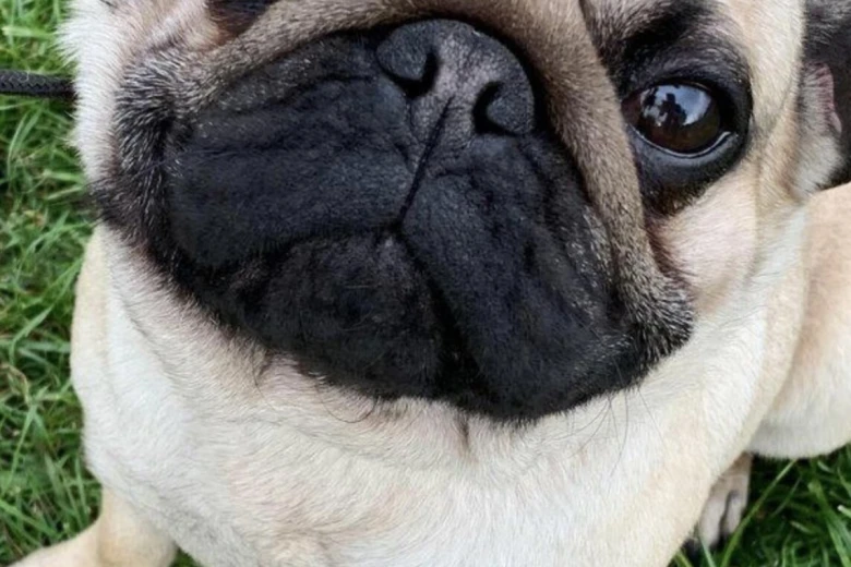 Pug