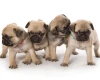 Pug