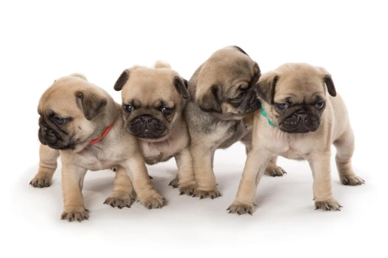 Pug