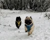 Pug