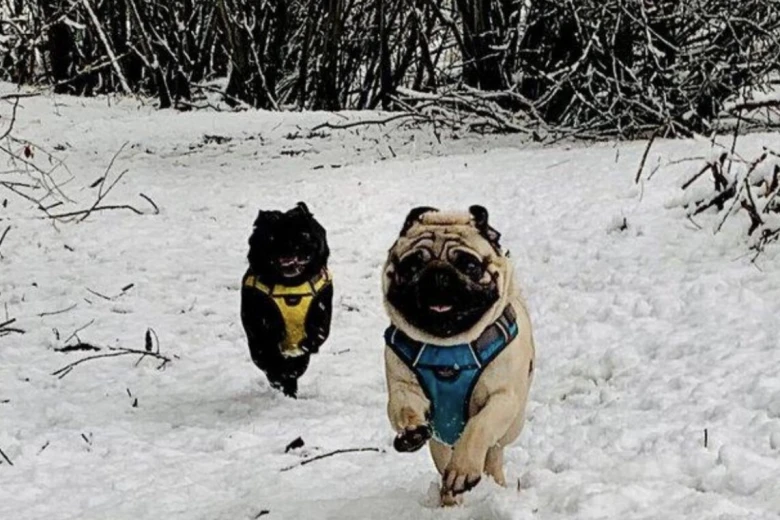 Pug