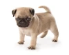 Pug