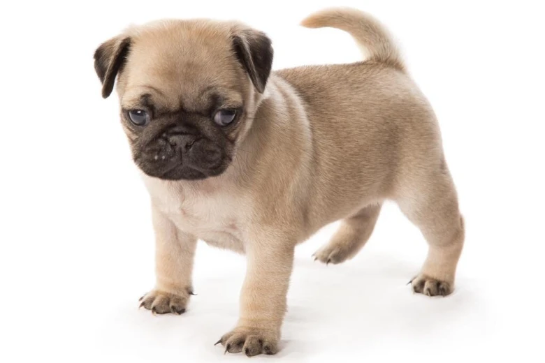 Pug