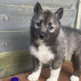 Siberian Husky