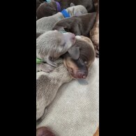 Dachshund (Miniature Smooth Haired)