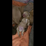 Dachshund (Miniature Smooth Haired)