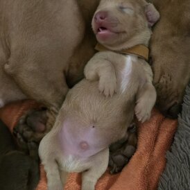 Dachshund (Miniature Smooth Haired)