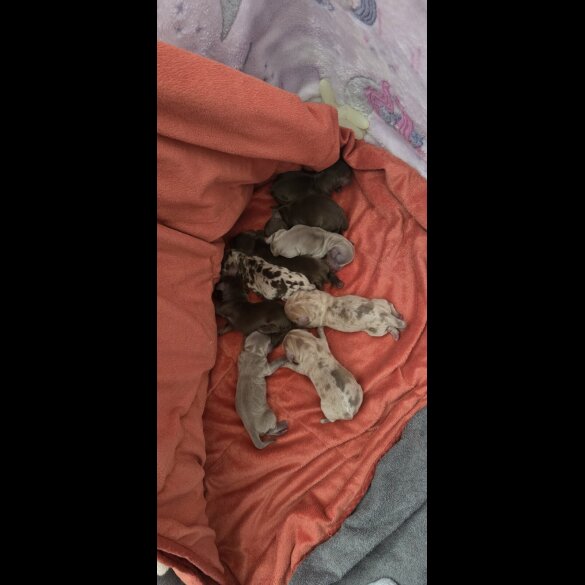 Dachshund (Miniature Smooth Haired)