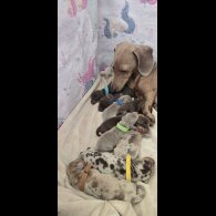 Dachshund (Miniature Smooth Haired)