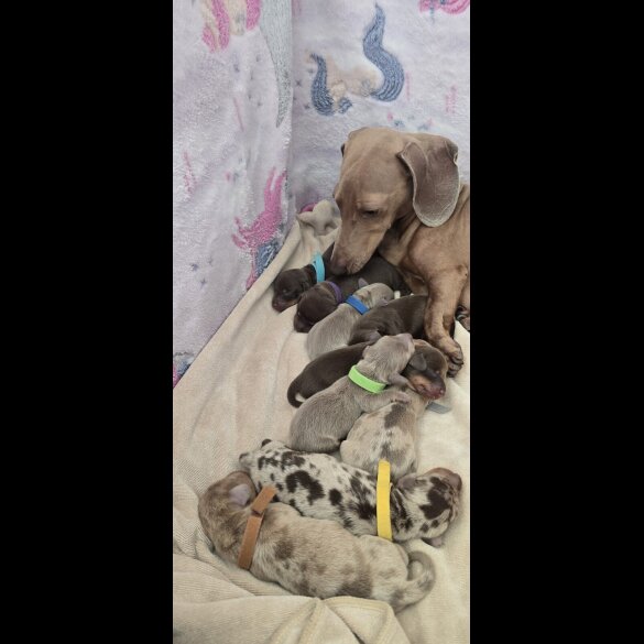 Dachshund (Miniature Smooth Haired)