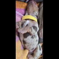 Dachshund (Miniature Smooth Haired)