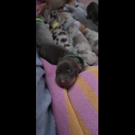 Dachshund (Miniature Smooth Haired)