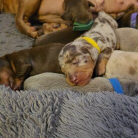 Dachshund (Miniature Smooth Haired)