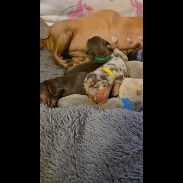 Dachshund (Miniature Smooth Haired)