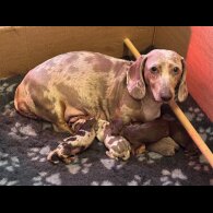 Dachshund (Smooth Haired)