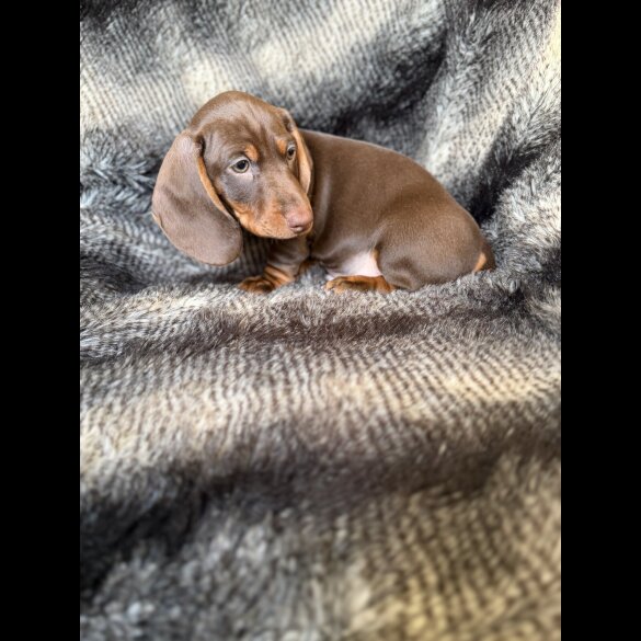 Dachshund (Smooth Haired)