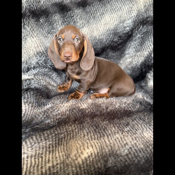 Dachshund (Smooth Haired)