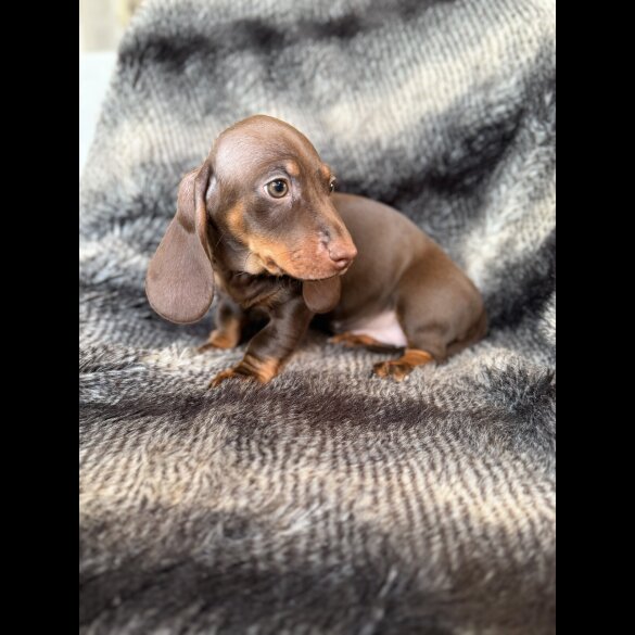 Dachshund (Smooth Haired)