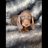 Dachshund (Smooth Haired)