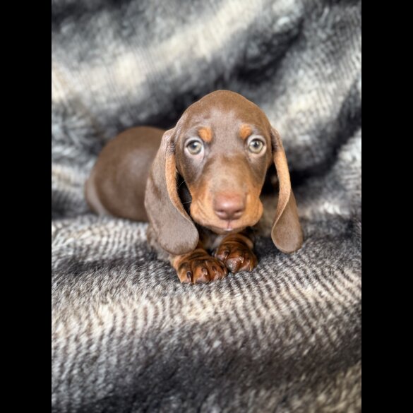 Dachshund (Smooth Haired)