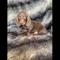 Dachshund (Smooth Haired)