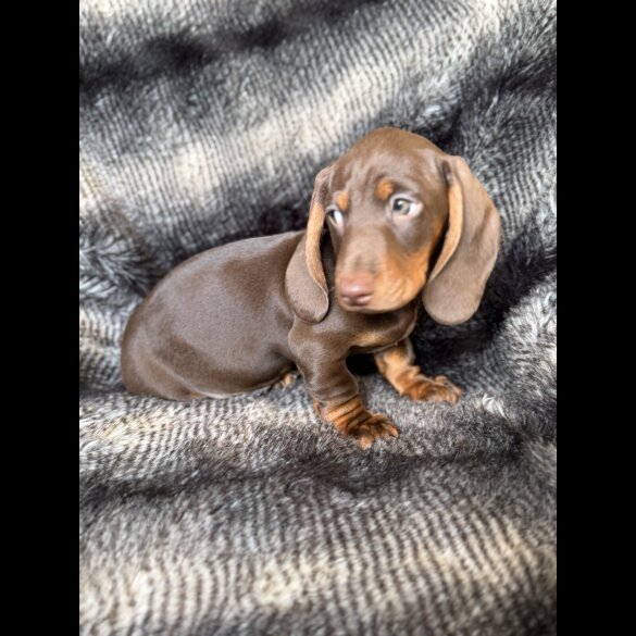 Dachshund (Smooth Haired)