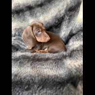 Dachshund (Smooth Haired)