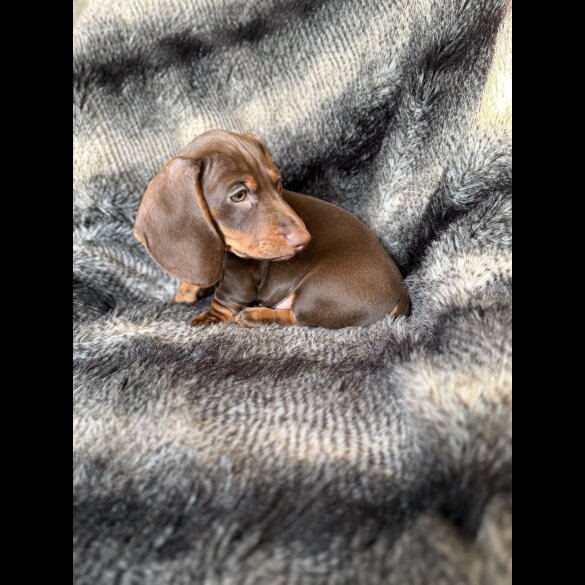 Dachshund (Smooth Haired)