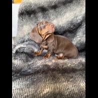 Dachshund (Smooth Haired)