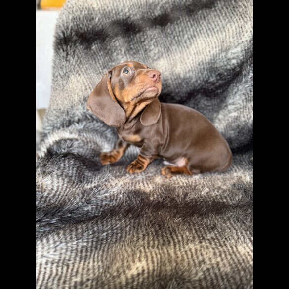 Dachshund (Smooth Haired)