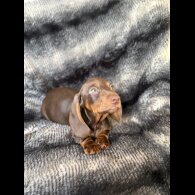 Dachshund (Smooth Haired)