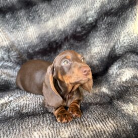 Dachshund (Smooth Haired)