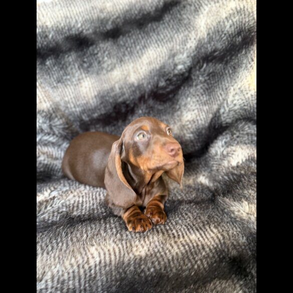 Dachshund (Smooth Haired)
