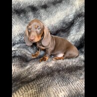 Dachshund (Smooth Haired)