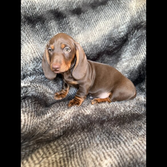 Dachshund (Smooth Haired)