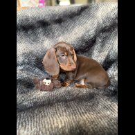 Dachshund (Smooth Haired)