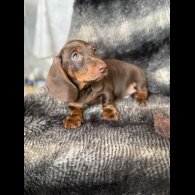 Dachshund (Smooth Haired)