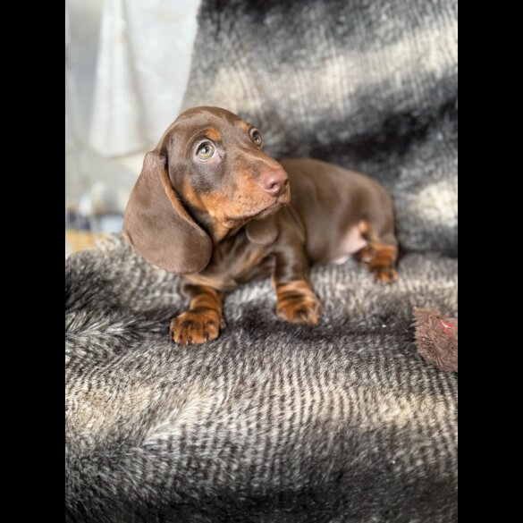 Dachshund (Smooth Haired)