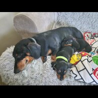 Dachshund (Smooth Haired)