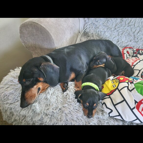 Dachshund (Smooth Haired)