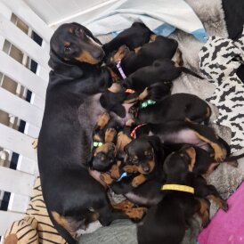 Dachshund (Smooth Haired)