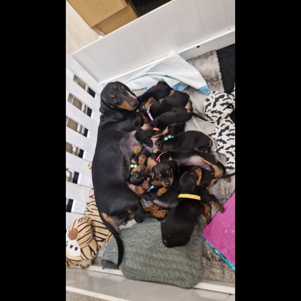 Dachshund (Smooth Haired)