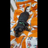 Dachshund (Smooth Haired)