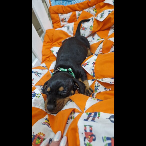 Dachshund (Smooth Haired)